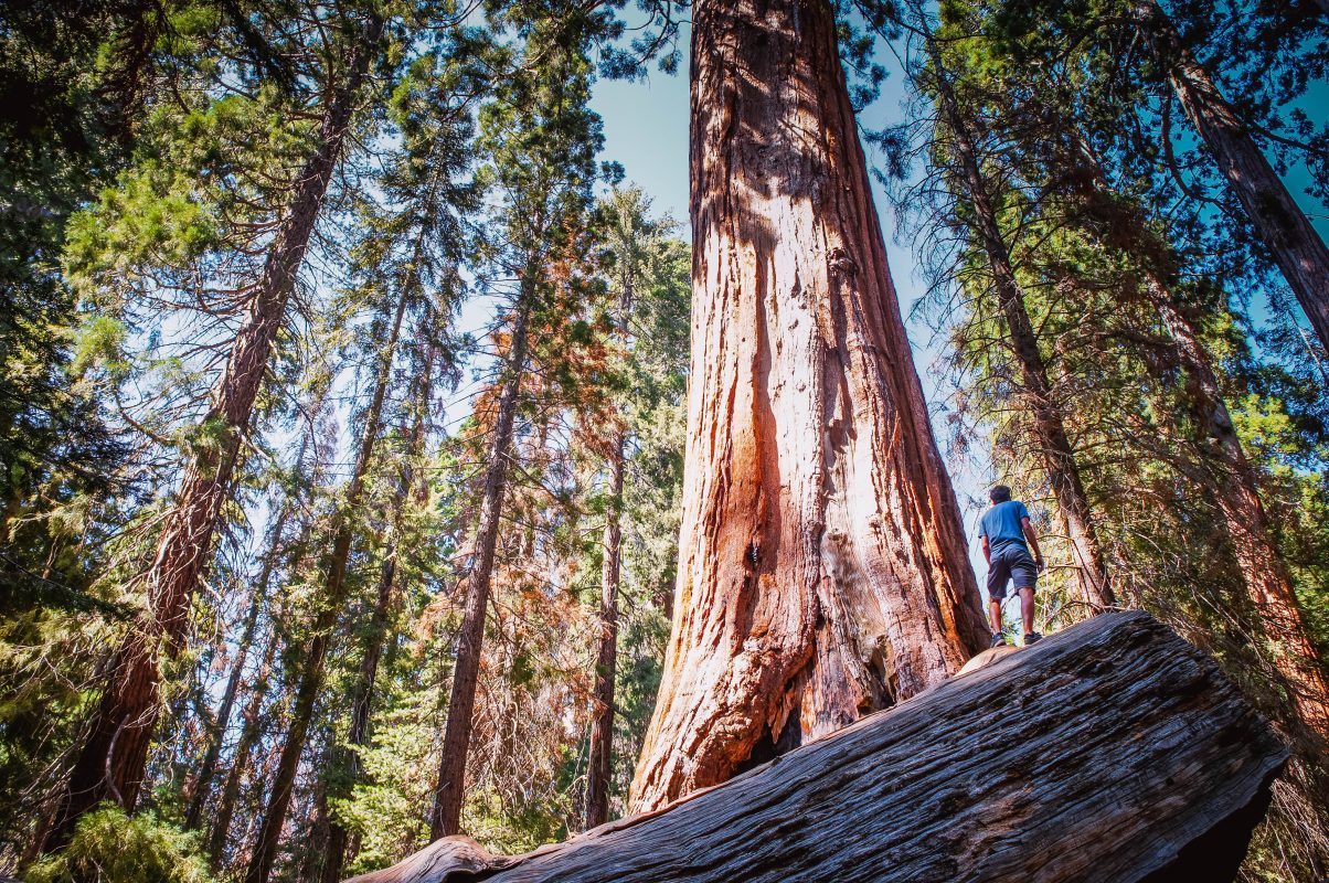 A man standing among tall trees in Redwoods National Park