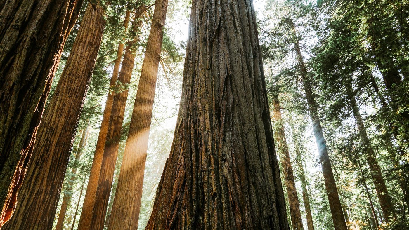 Forest in Redwood National Park