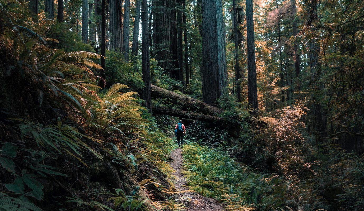A Trail in Redwoods National Park