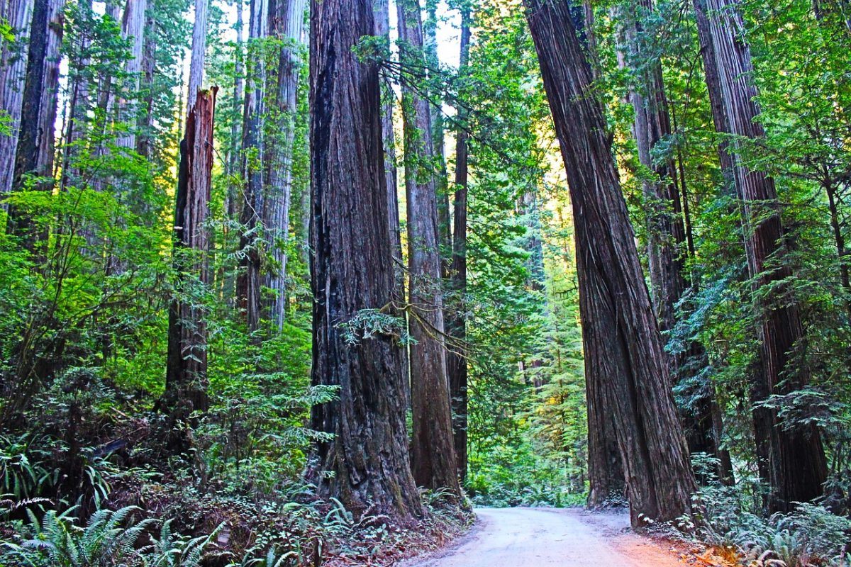 A Designated Pathway in Redwood National Park