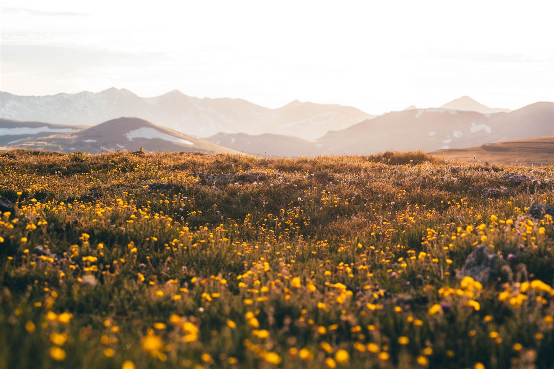 Summer flowers blooming in Tundra