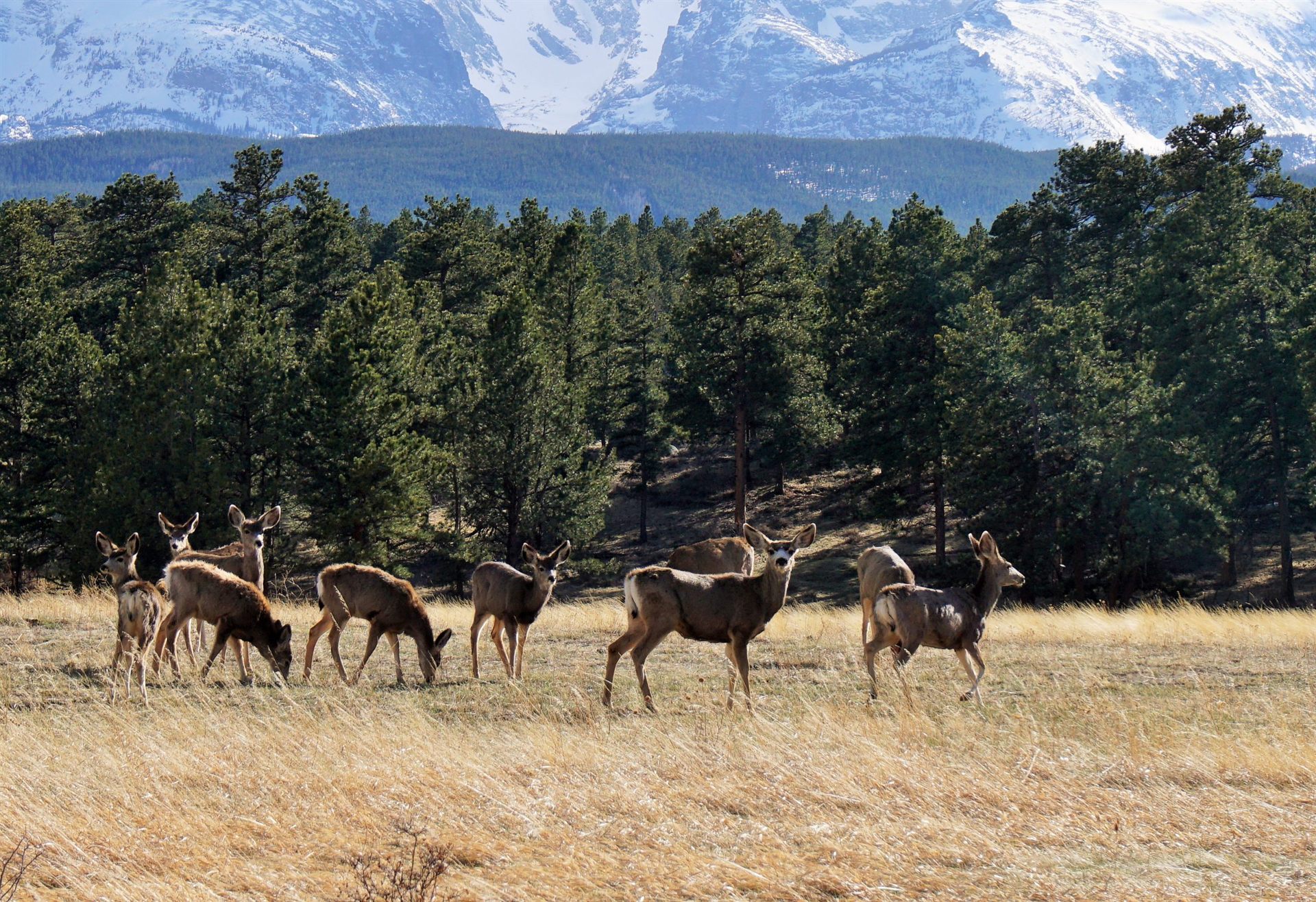 Brown deer in the Rocky Mountains