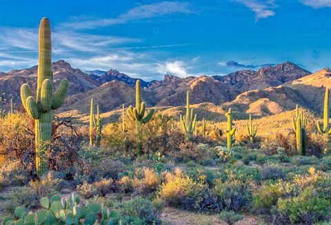 Saguaro National Park: A Guide to "The Sentinels of the Desert"