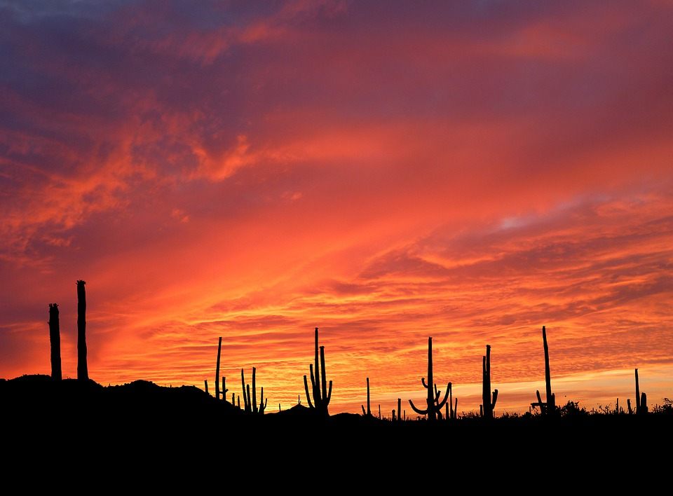 Saguaro National Park Sunset 