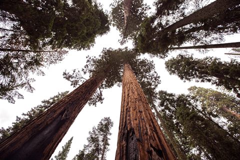 Sequoia National Park: Territory of the Giants