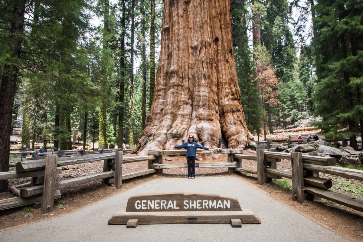 Sequoia National Park