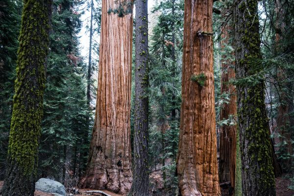 Sequioa National Park