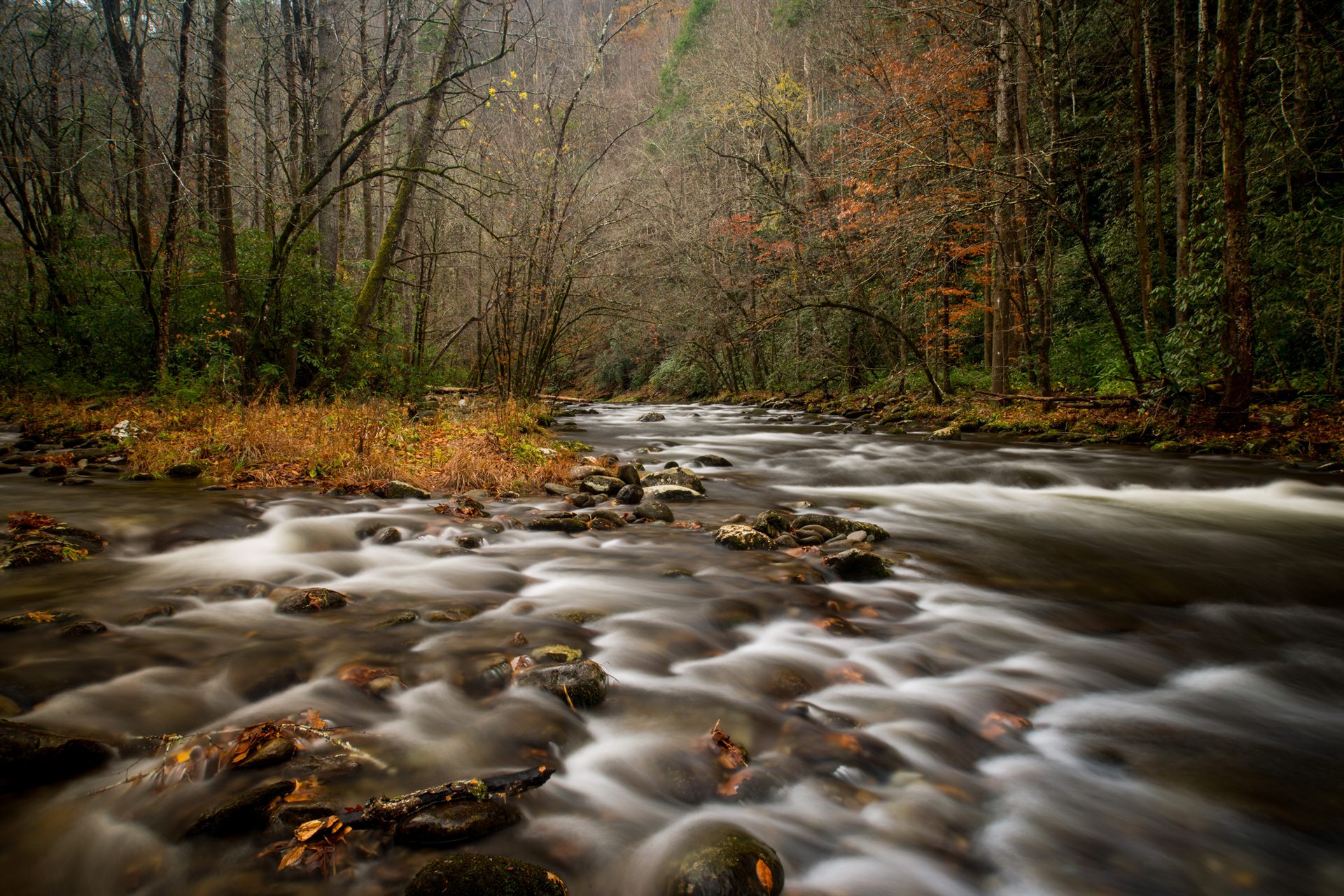 Stream at Tremont in the Smoky Mountains