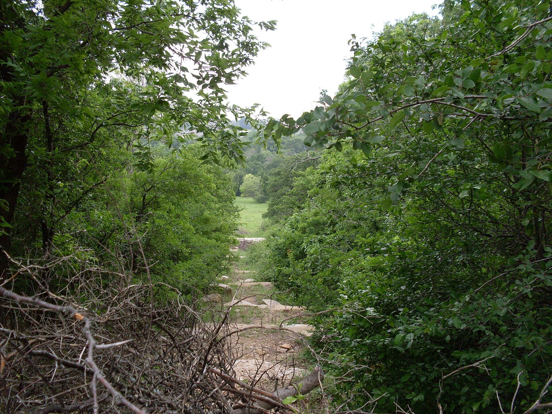 A forested trail vista at Arbor Hills Nature Preserve