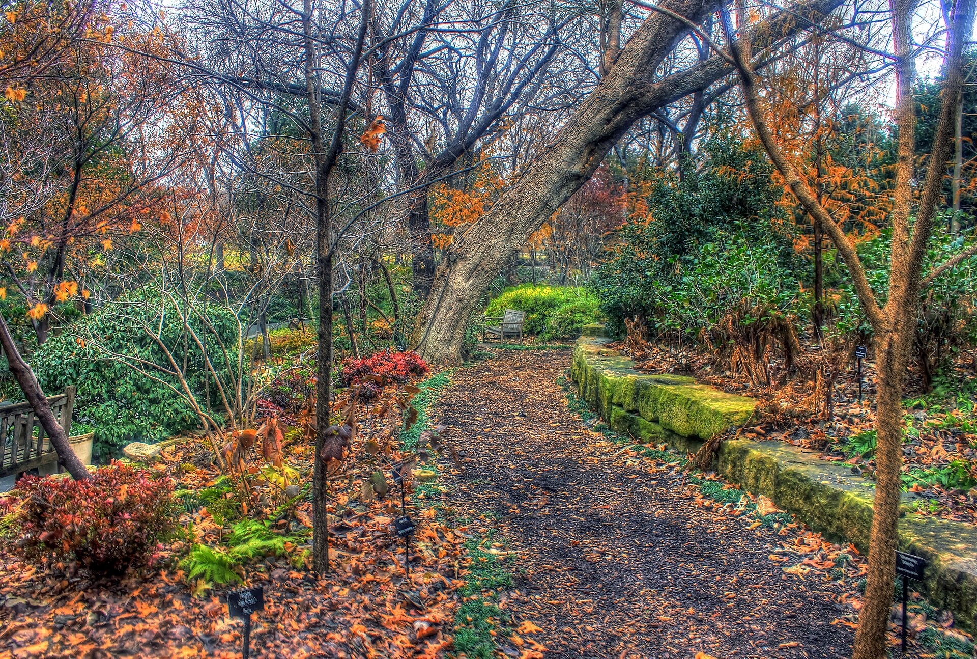 A leafy walking path at the Dallas Arboretum