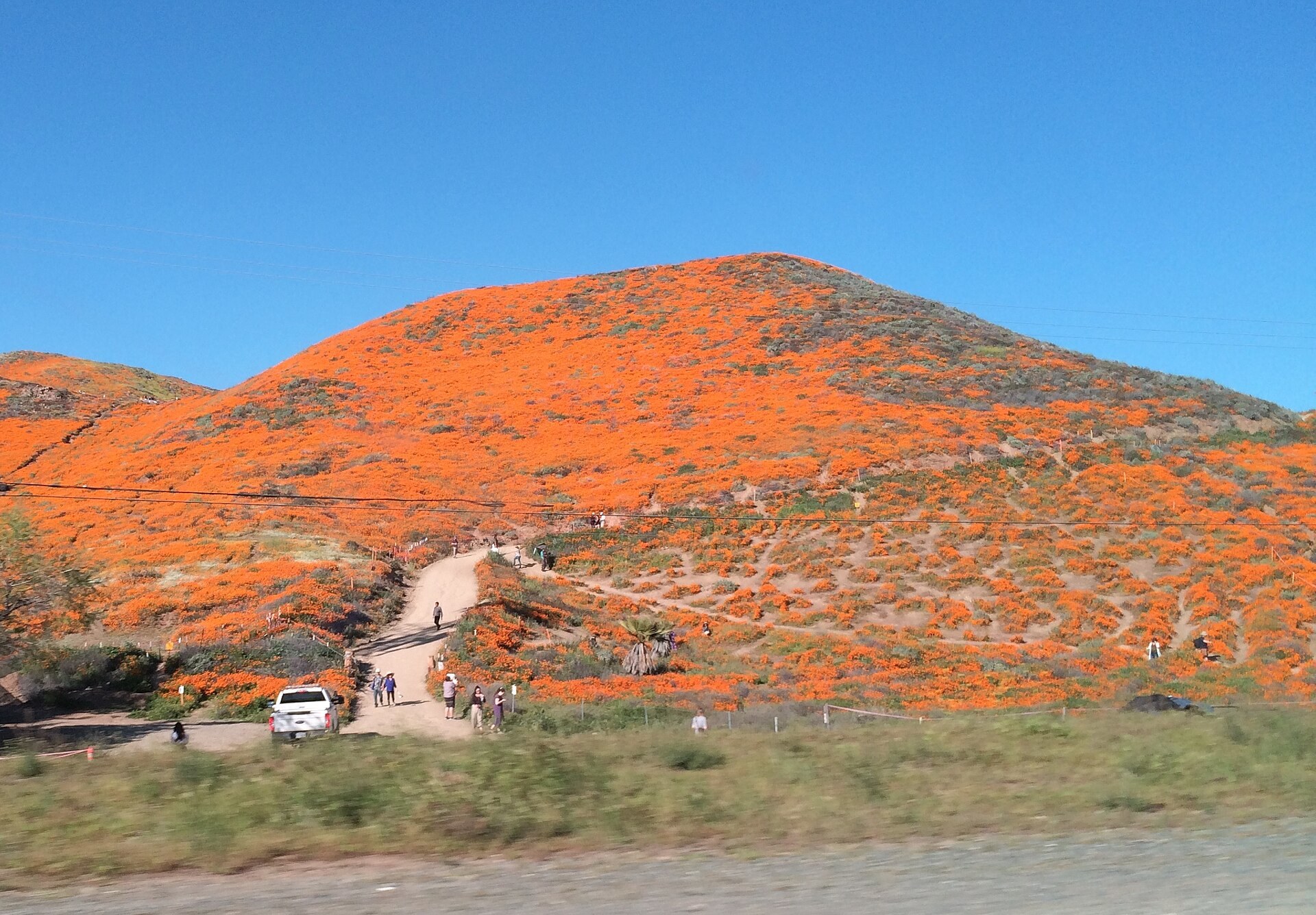 Orange poppies covering the hills at Walker Canyon