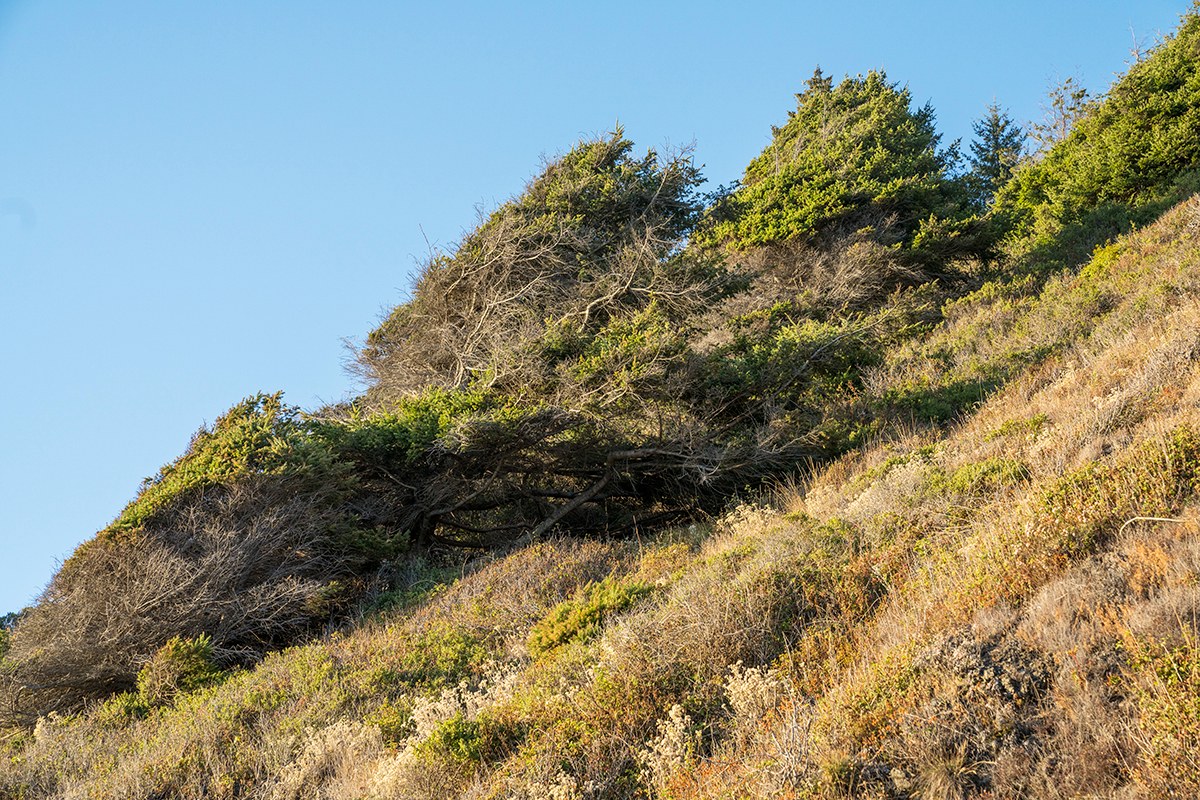 Coastal vegetation on the slopes above the Lost Coast Trail