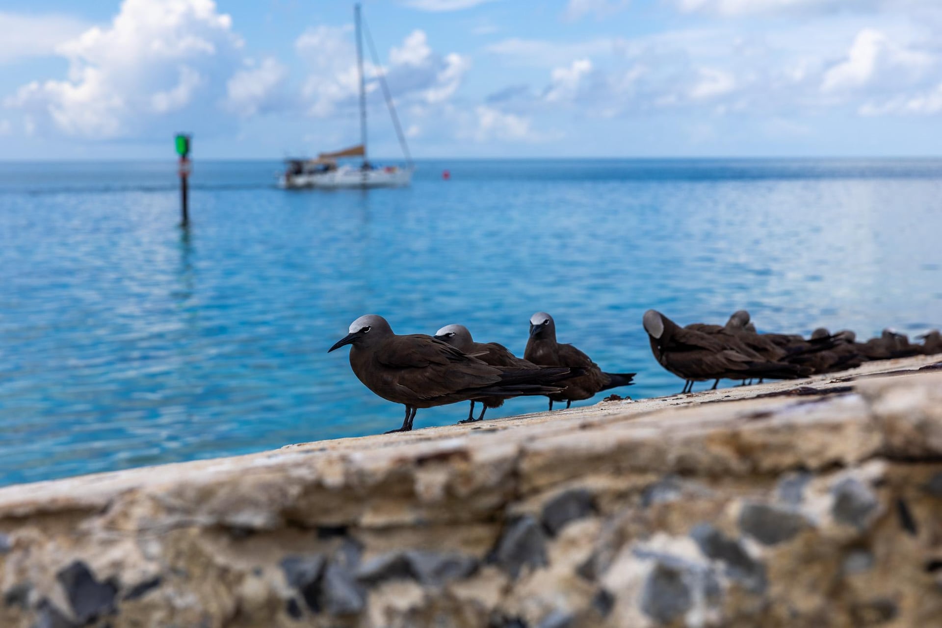 Brown noddies resting beside the turquoise waters of Dry Tortugas