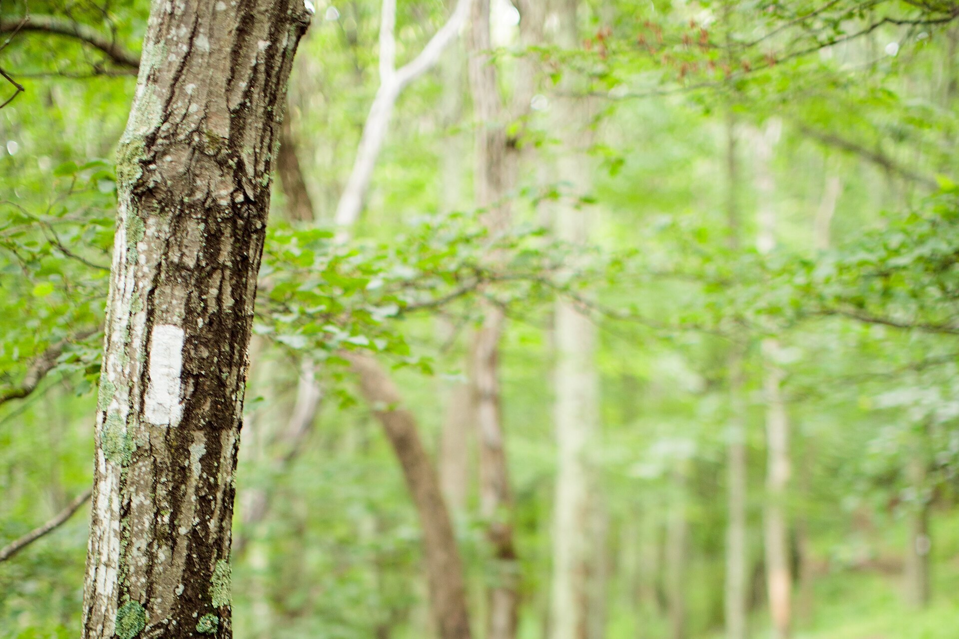 A white Appalachian Trail blaze on a tree in the green tunnel