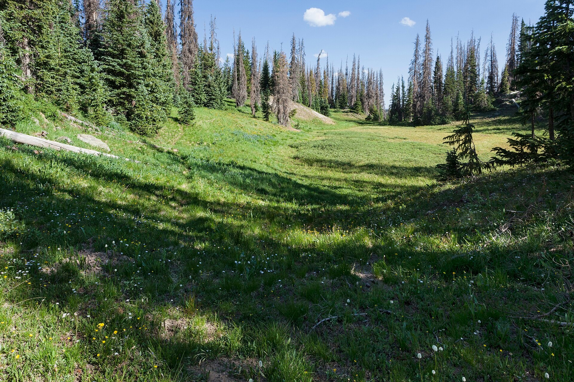 A remote alpine meadow along the Continental Divide Trail