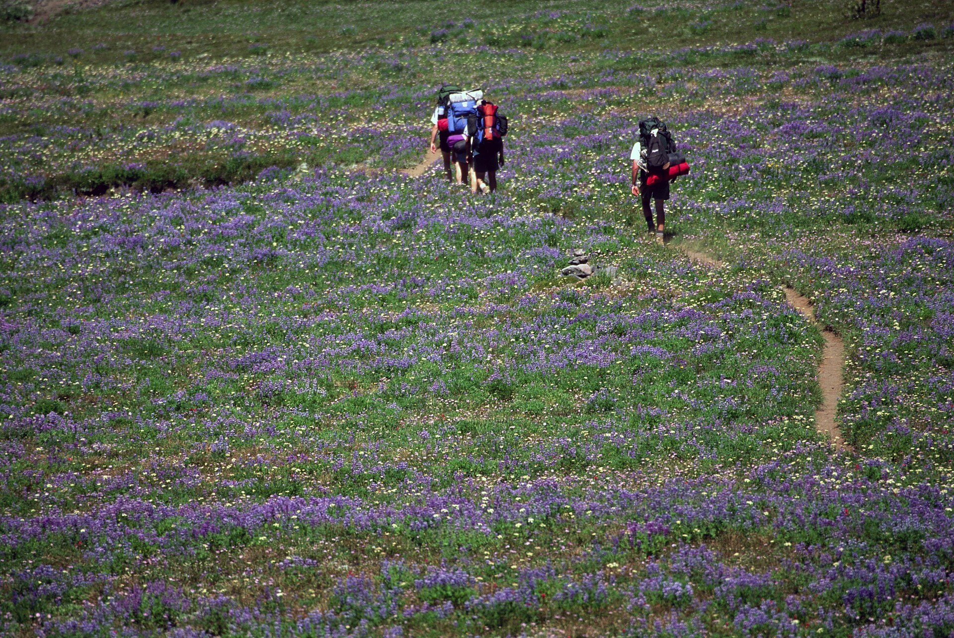 Hikers crossing a wildflower meadow on the Pacific Crest Trail