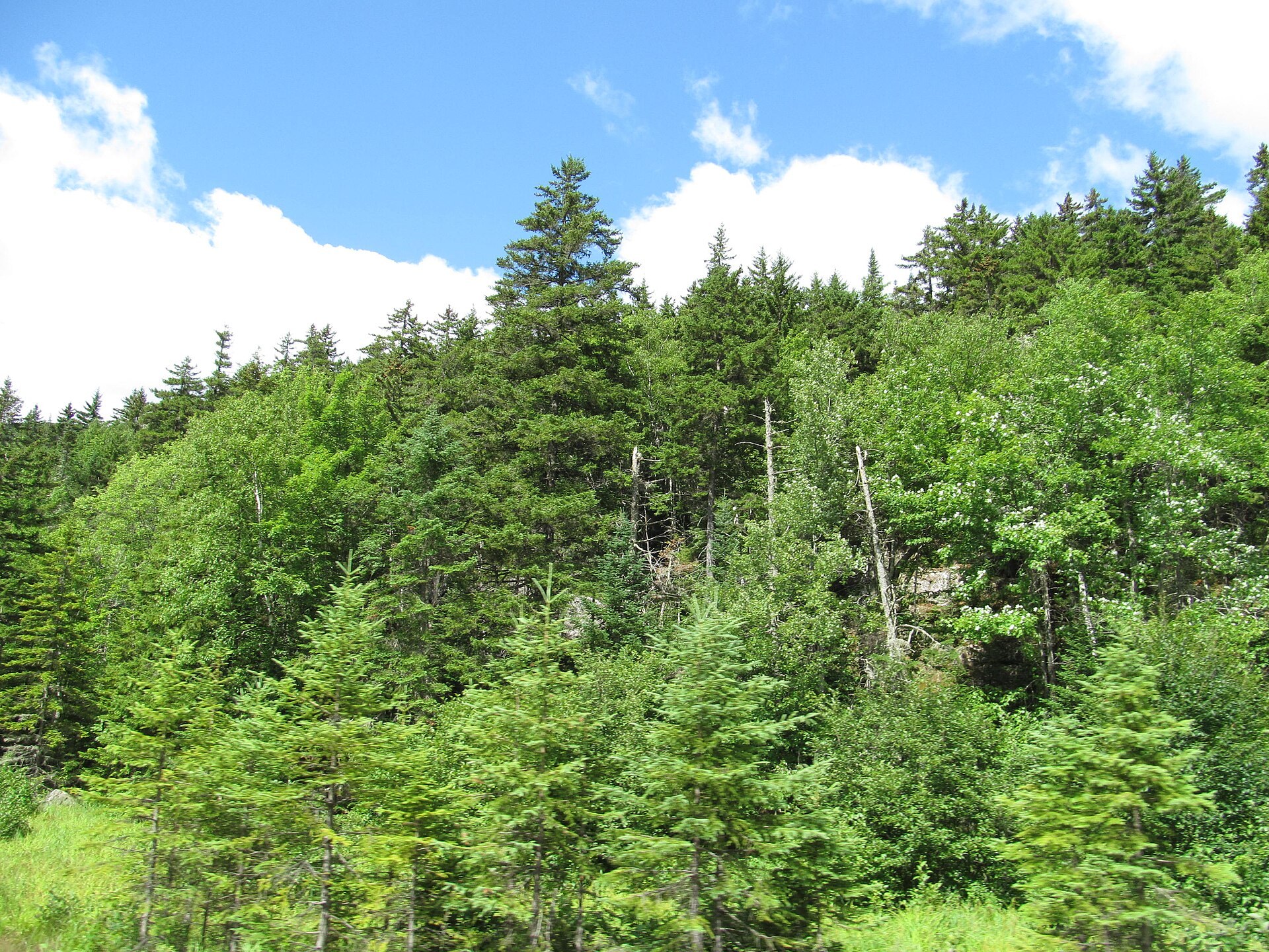 Forest-covered slopes in Grafton Notch State Park