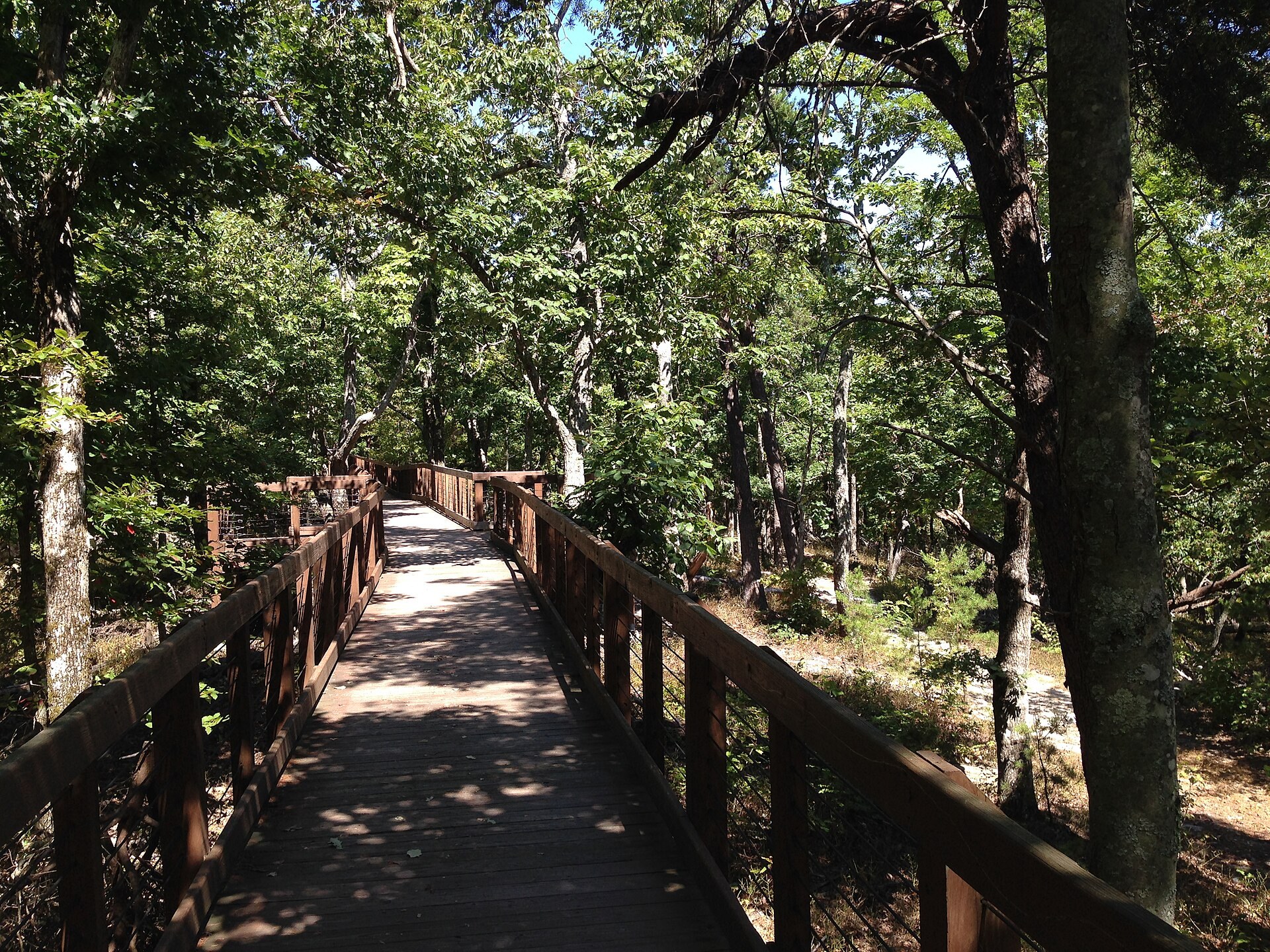 Boardwalk leading through the forest near Bald Rock