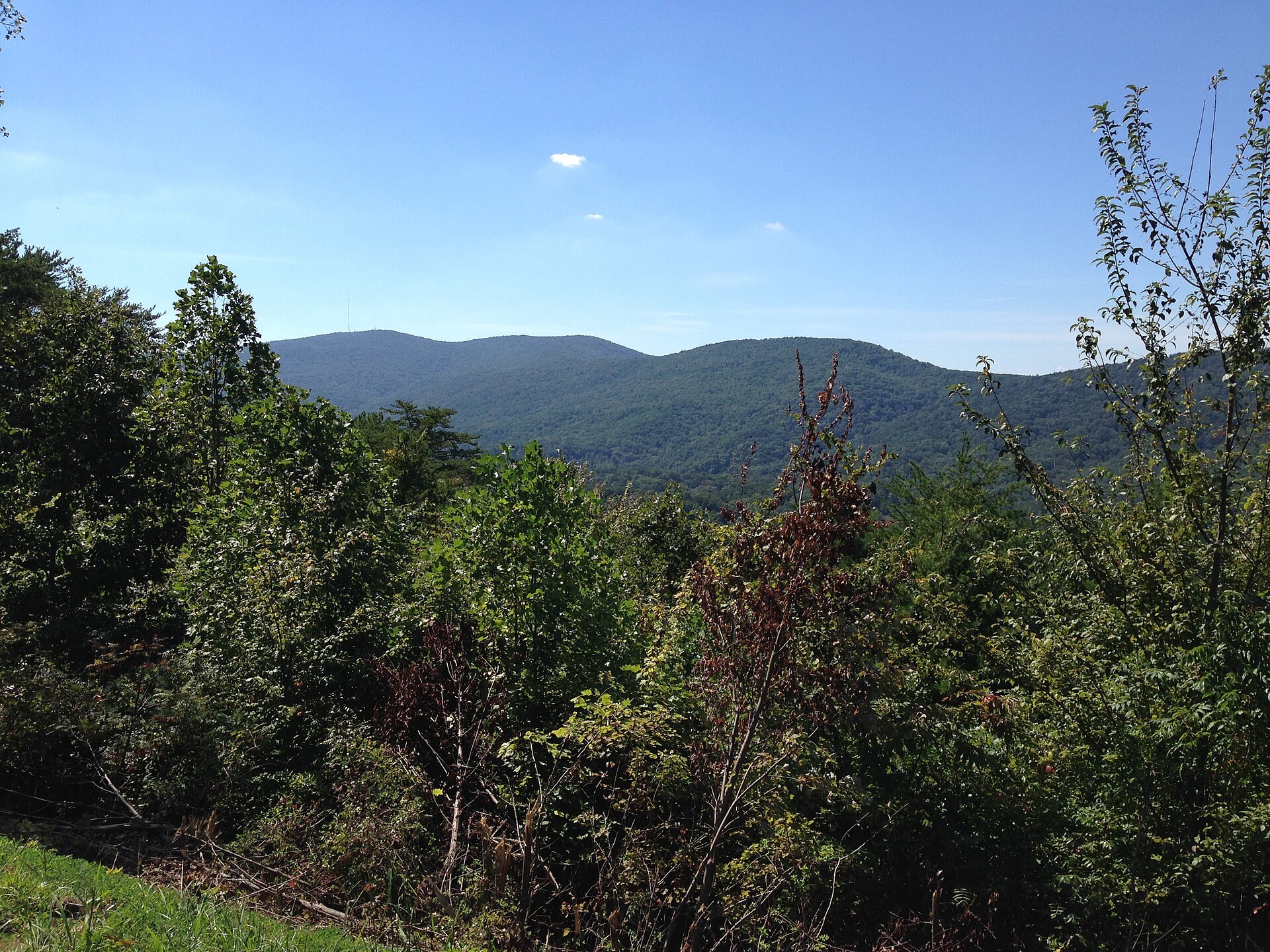 Forest view from Cheaha Mountain
