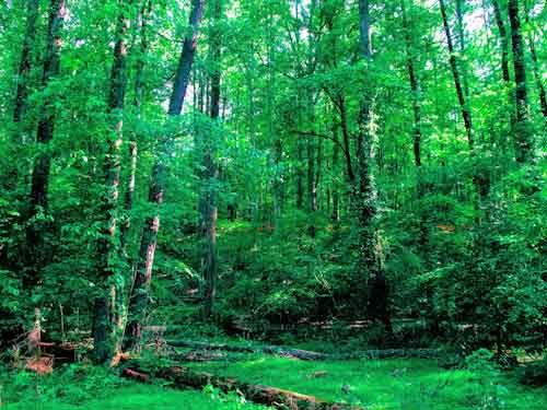 The Ultimate Guide to Exploring Georgia's Pinhoti Trail