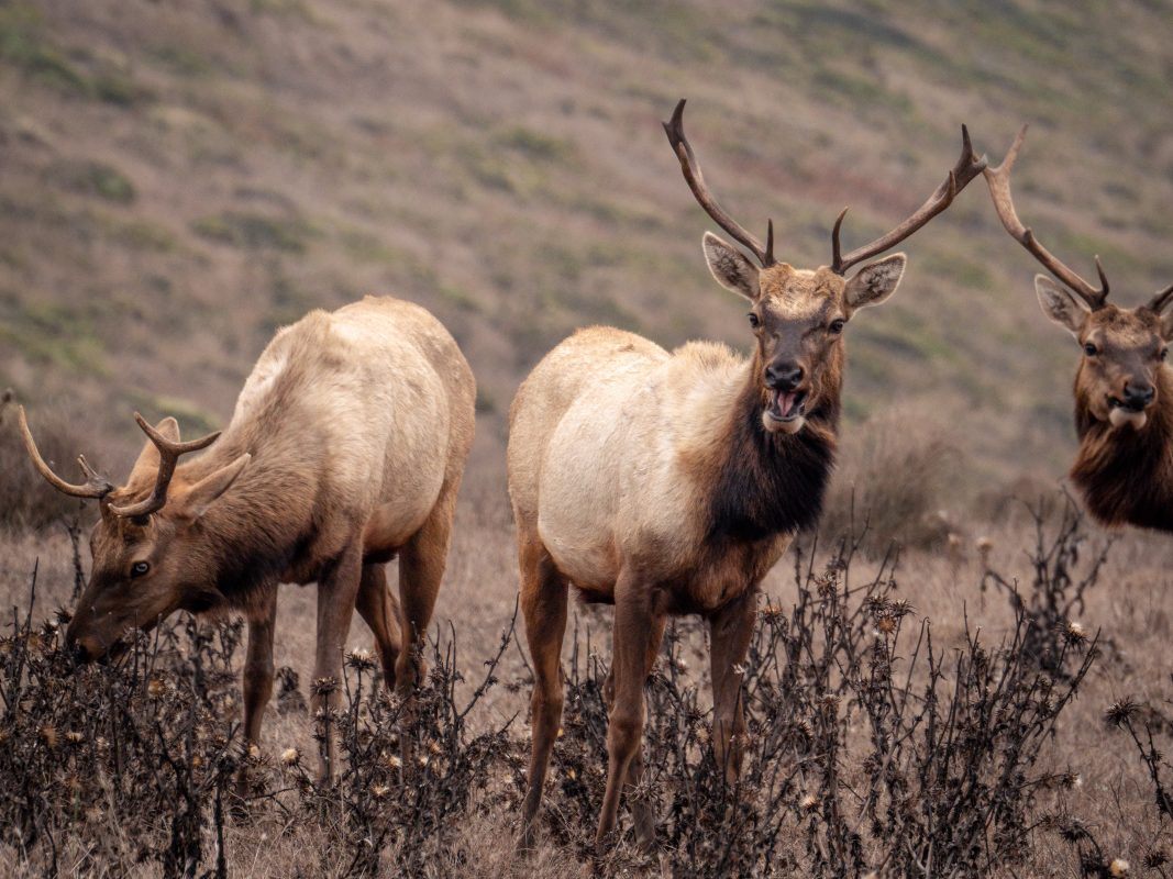 Tule Elks in California