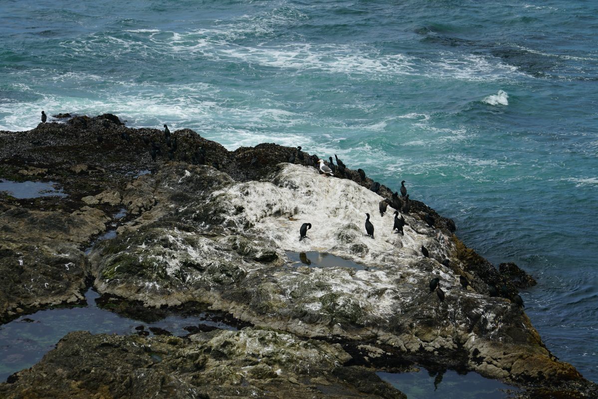 Tomales Point trail