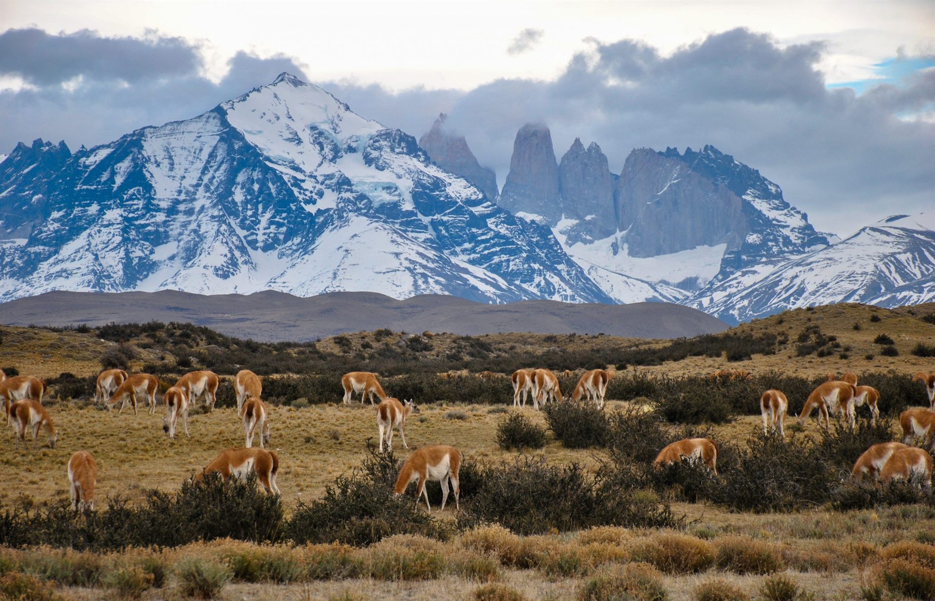 Guanacos in Patagonia, Chile