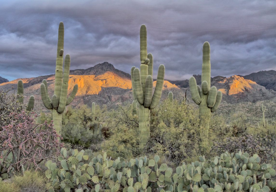 Catalina Foothills