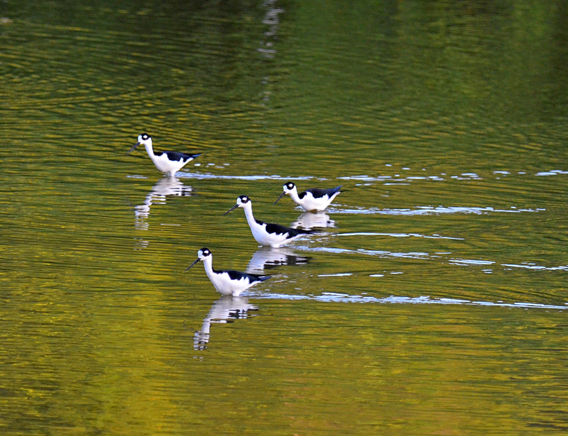Four black-necked stilts wading in Francis Bay Pond
