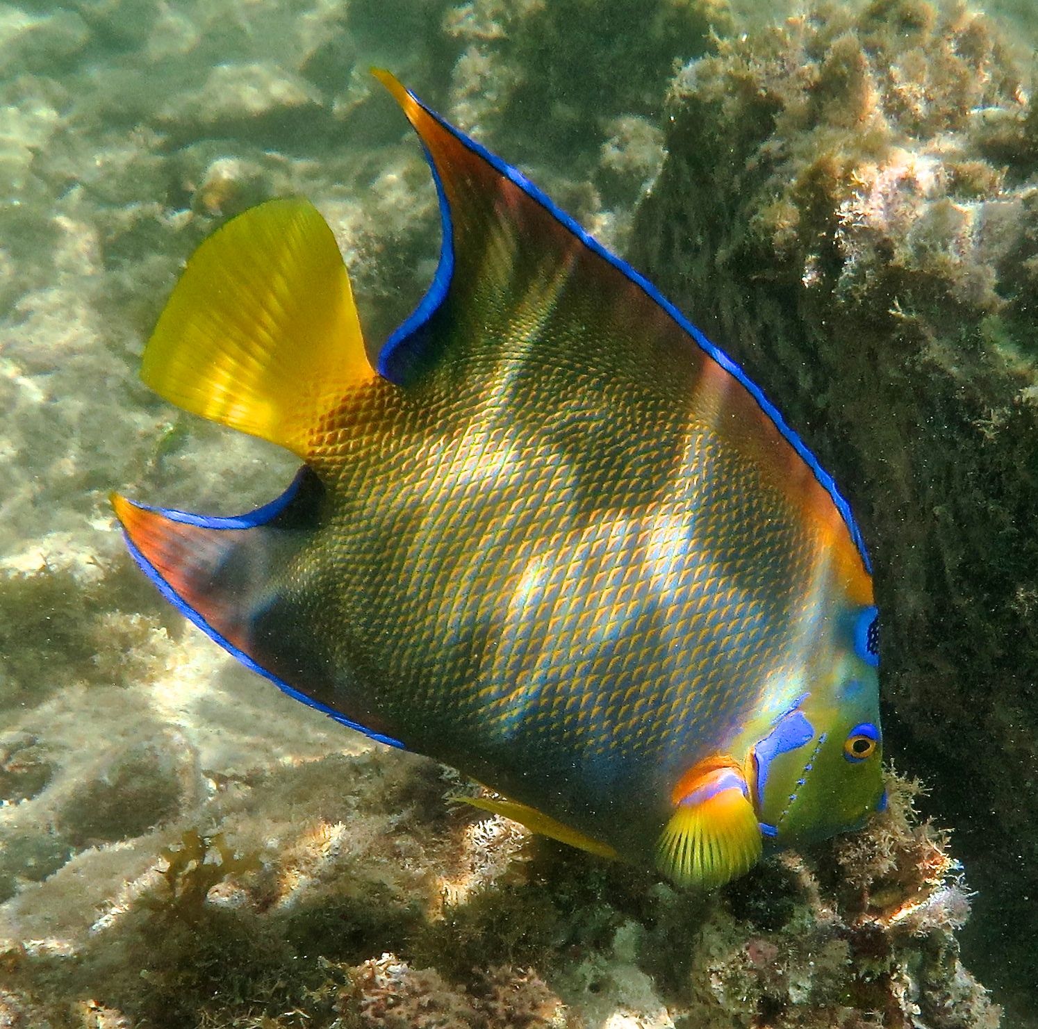 A queen angelfish swimming in Virgin Islands National Park