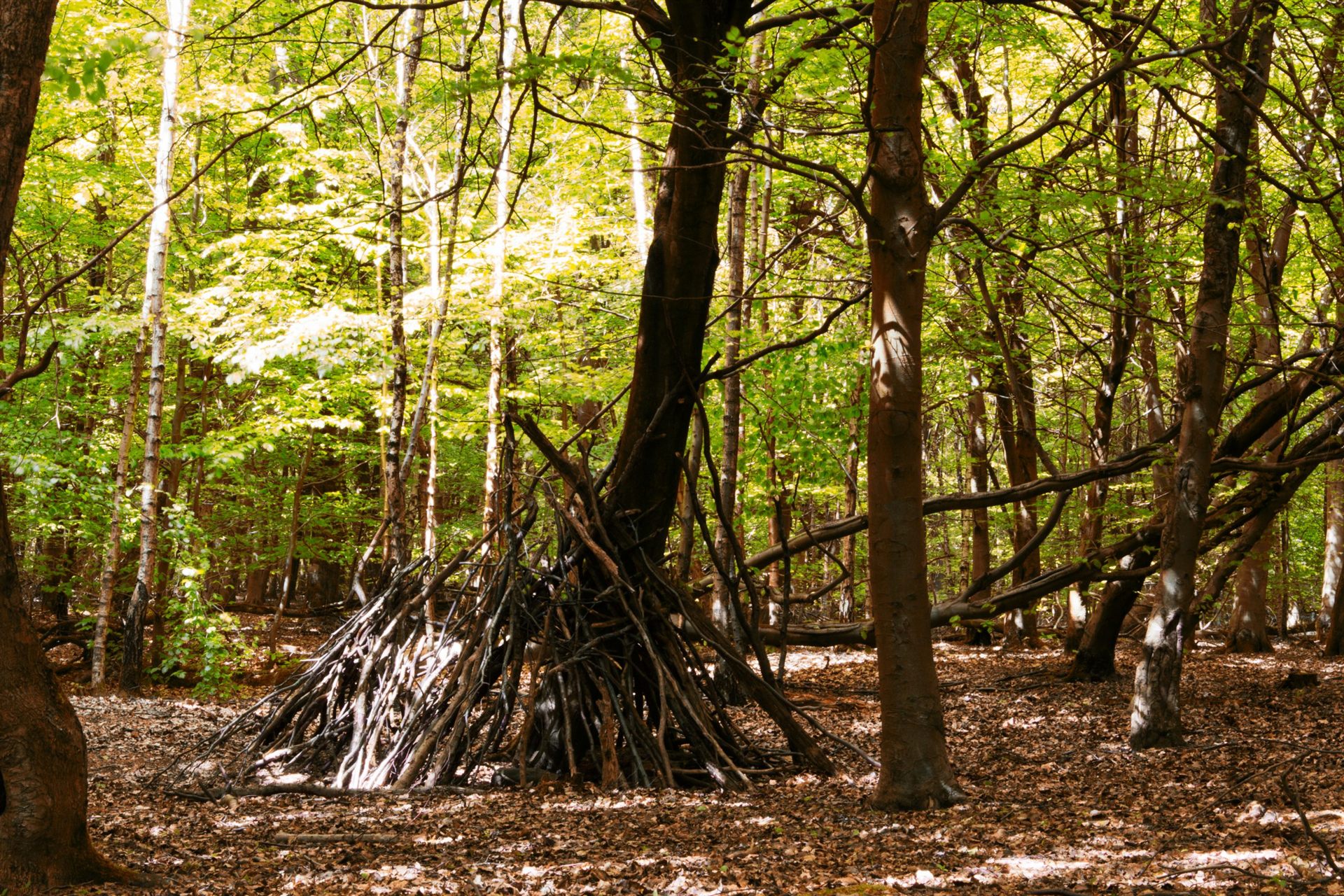 Building a lean-to shelter out of branches in the woods