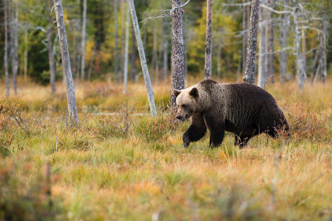 Wildlife Safety: Tips for Wild Animal Encounters on the Trail
