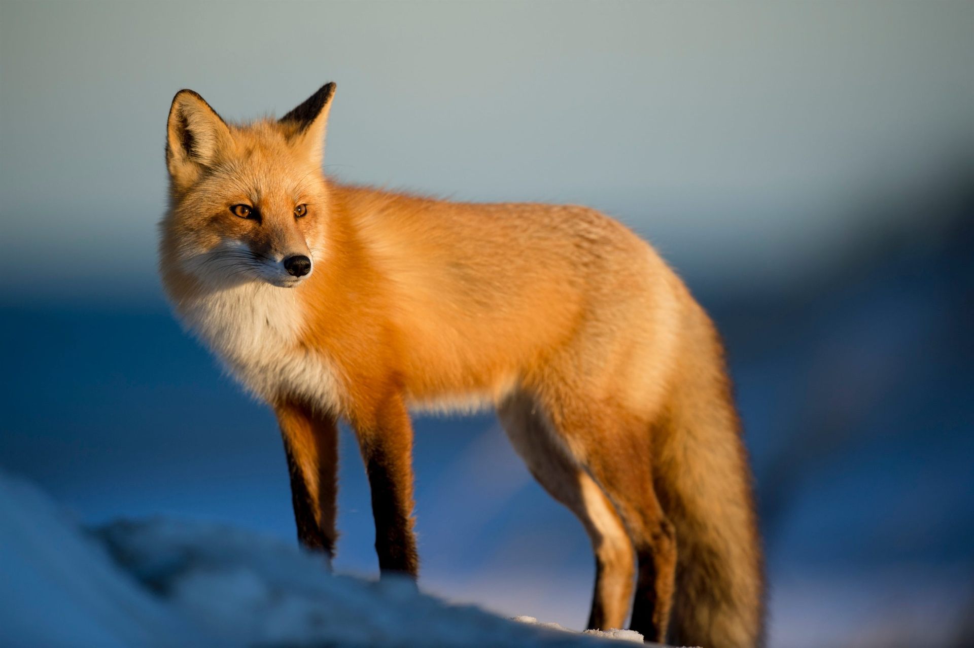 Brown Fox Wildlife Encounter