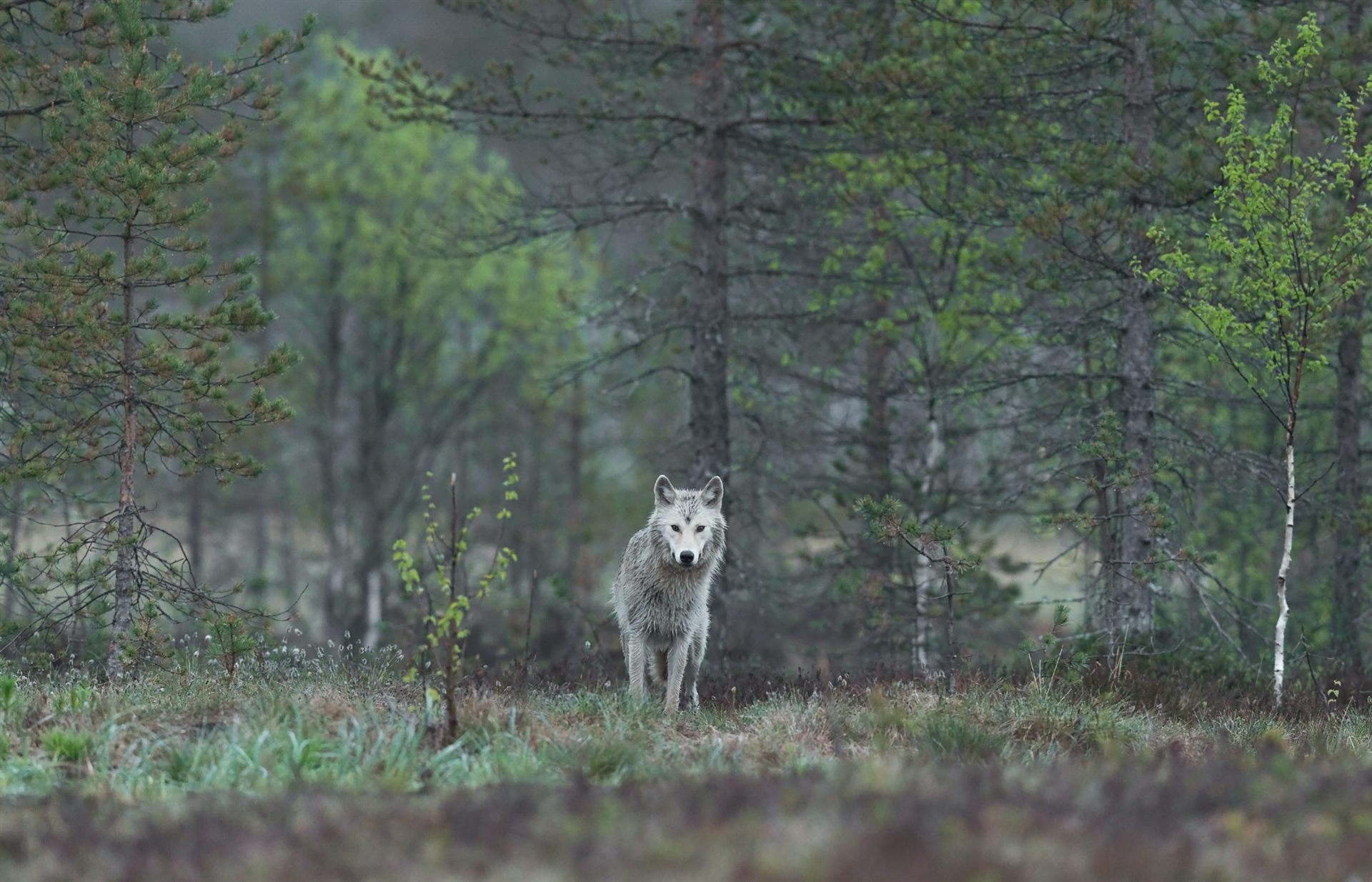 White Wolf in a National Park