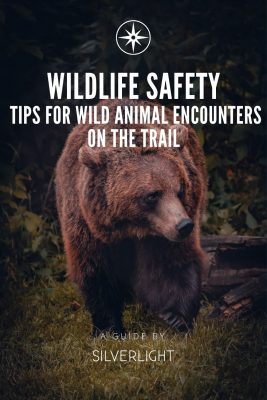 Wildlife Safety: Tips for Wild Animal Encounters on the Trail