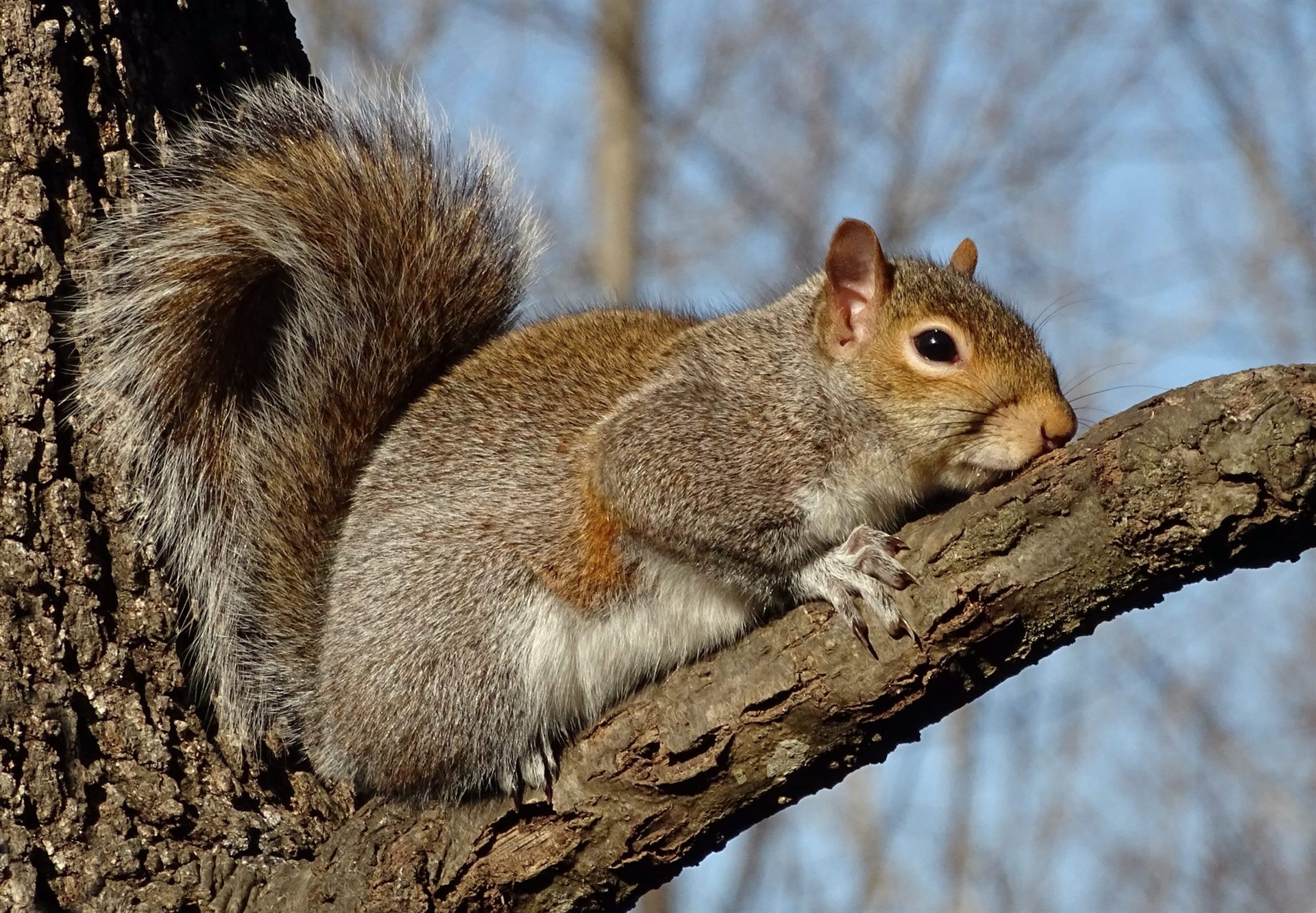 Squirrel on Tree Branch