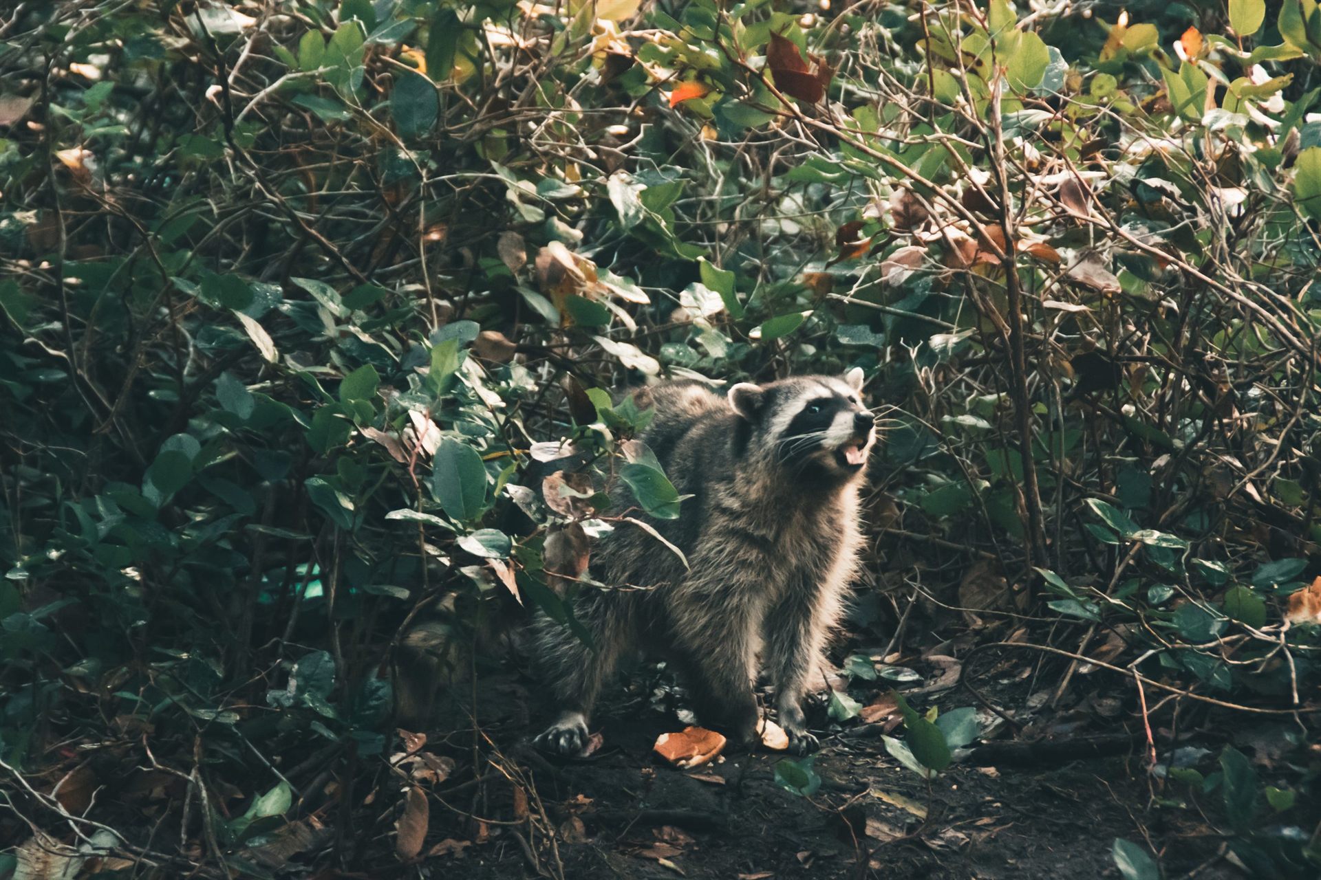 Wild Racoon