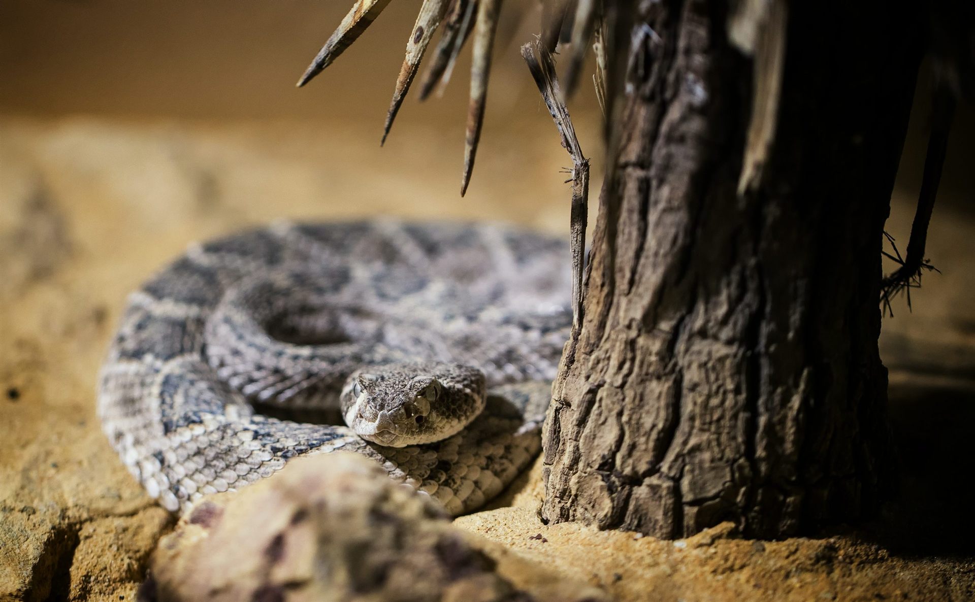 Rattlesnake behind a tree