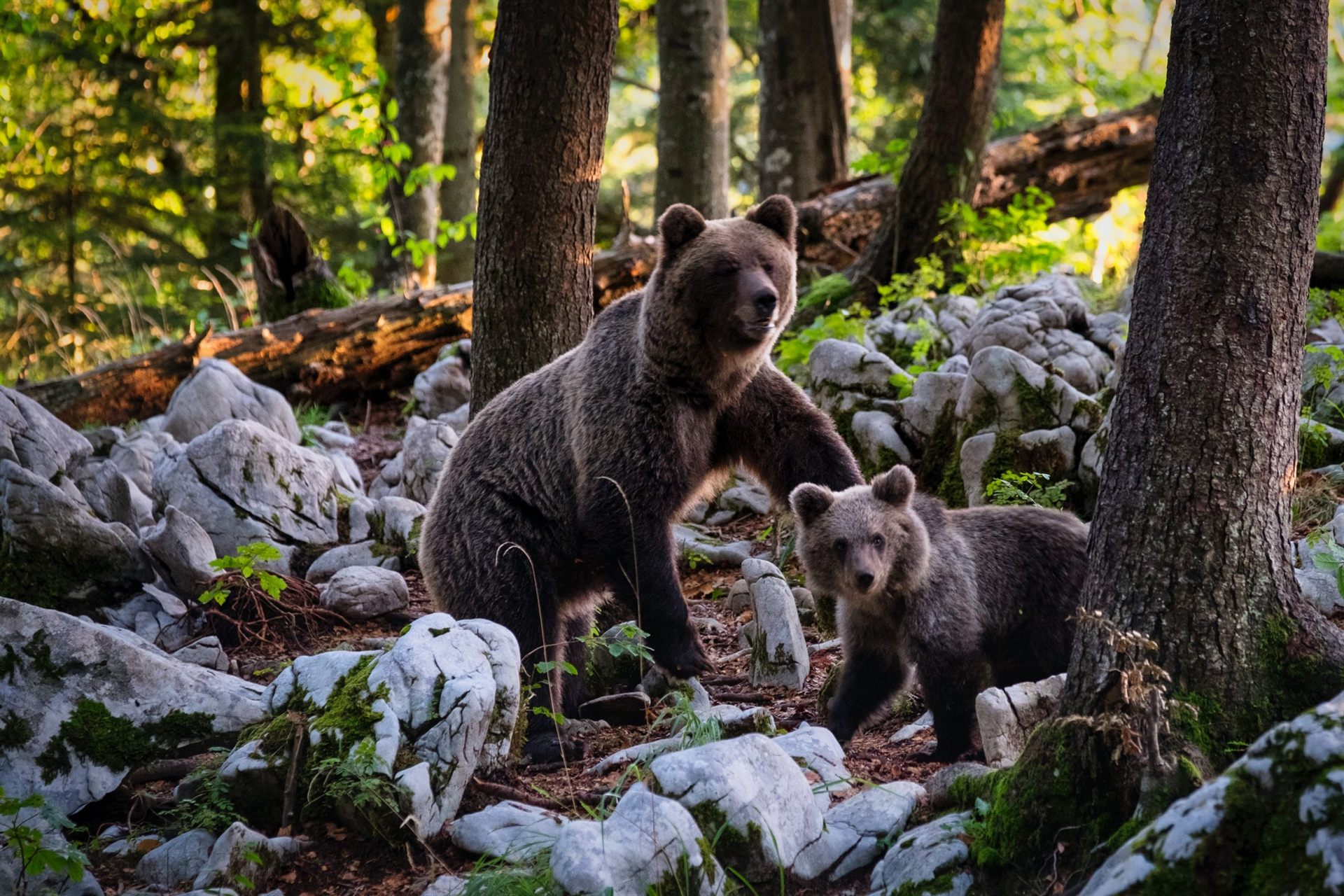 Brown Bear and Cub