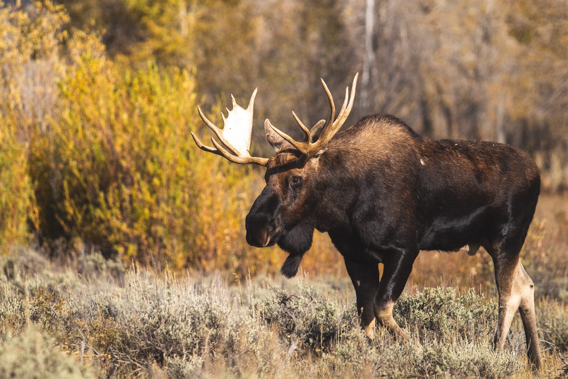 Wildlife Safety Brown Moose