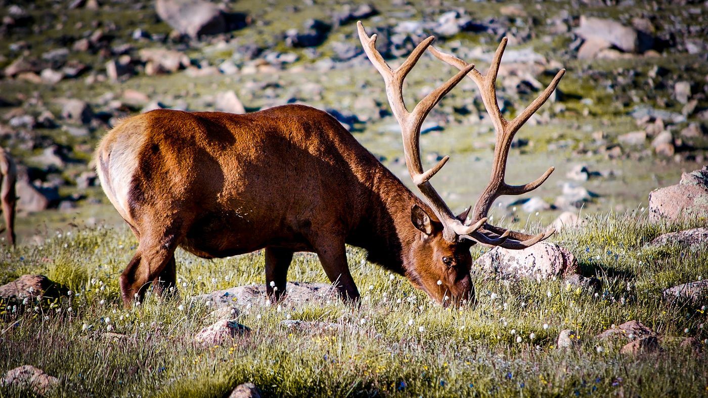 Elk in the Mountains of Denver, Colorado