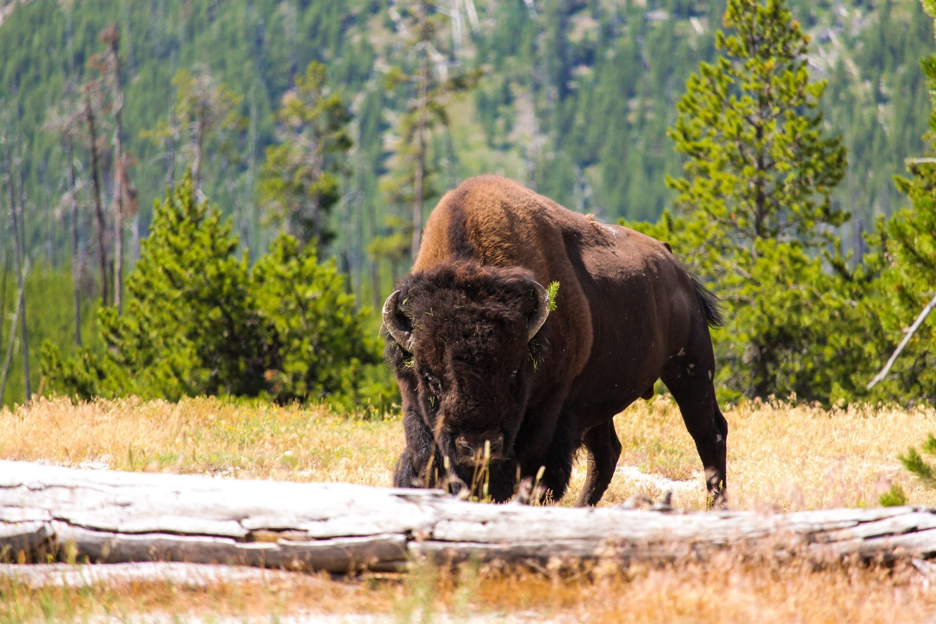 Brown Bison in Yellowstone National Park