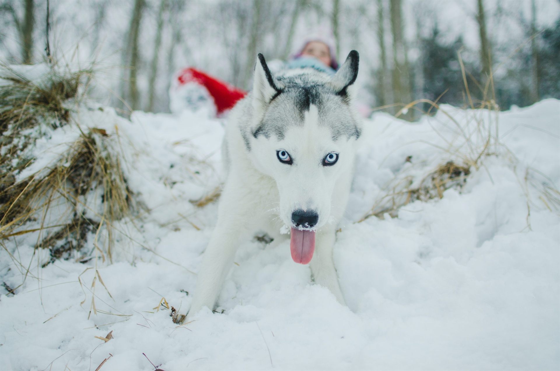 white and black siberian husky on snow covered ground during daytime