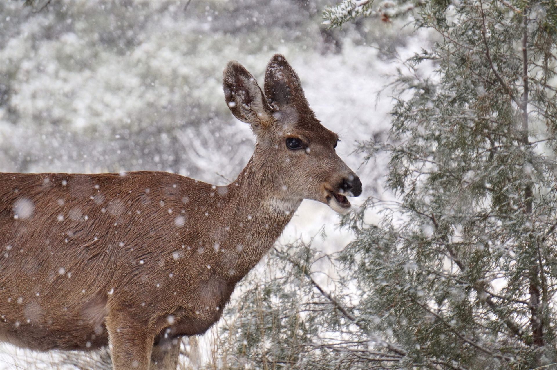 deer in winter
