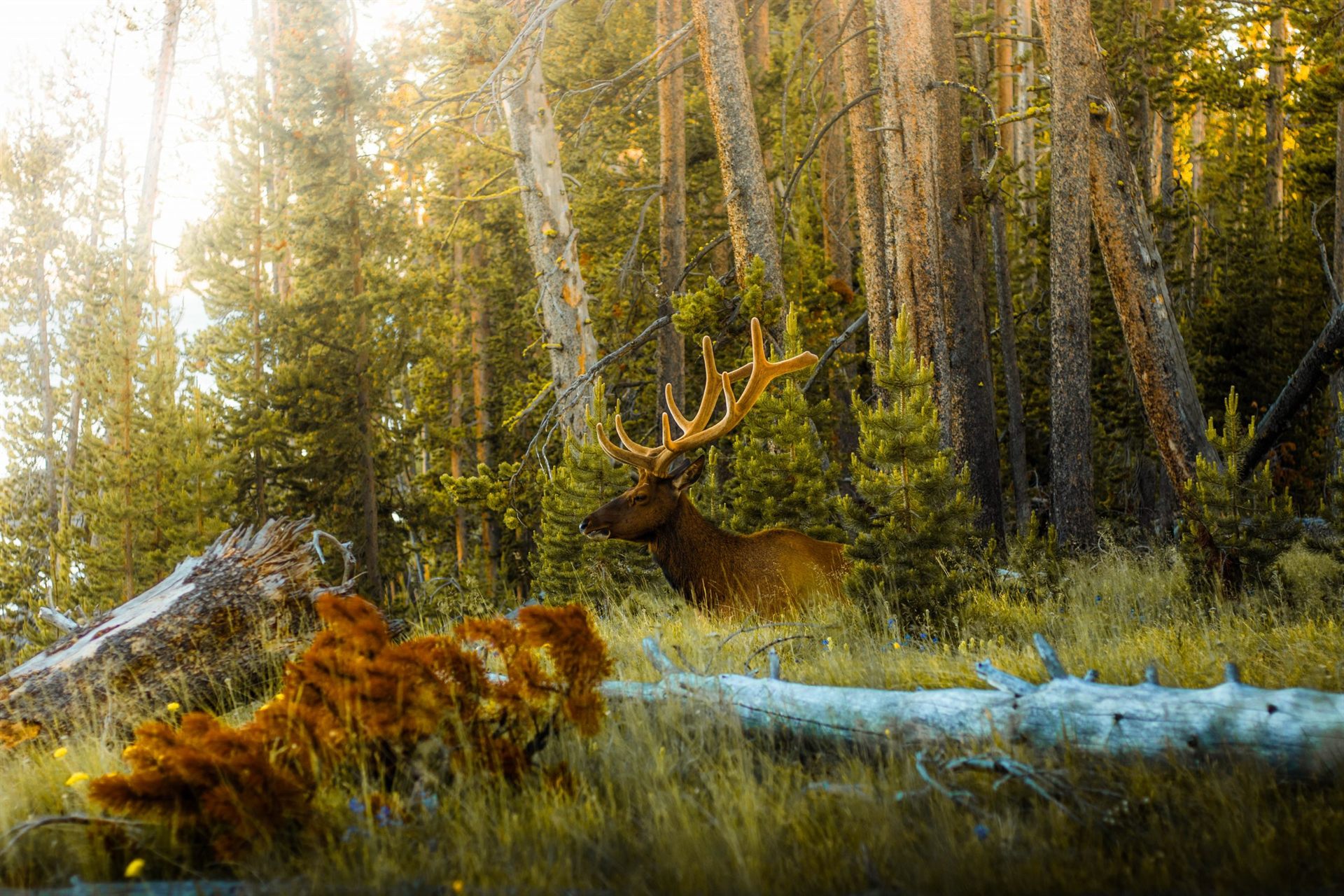 Bull Elk in Yellowstone National Park. 