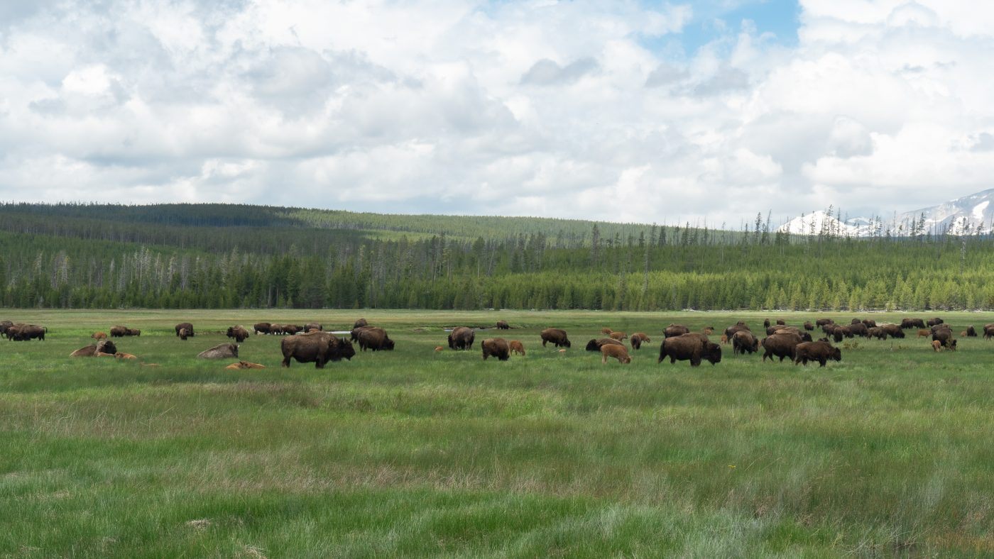 Black bisons grazing in Yellowstone